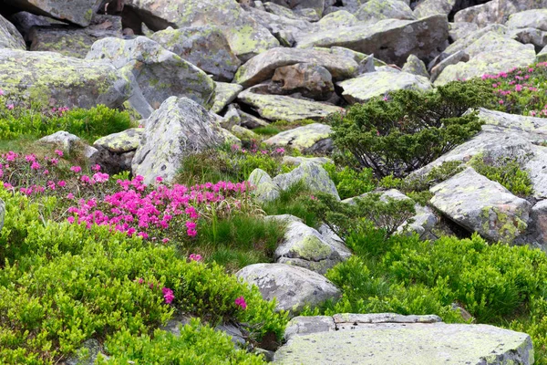 pembe orman gülleri çiçekler