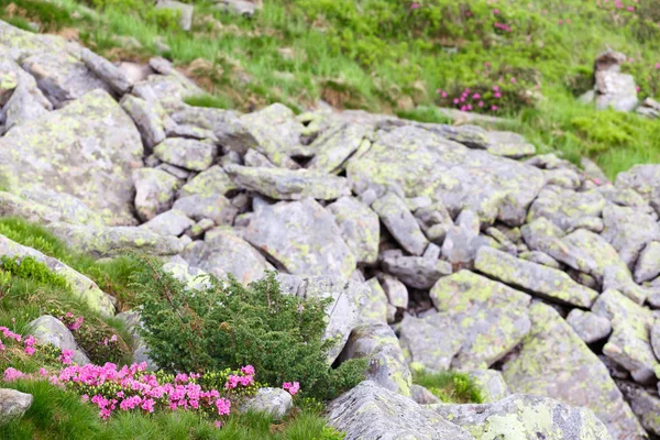 pembe orman gülleri çiçekler