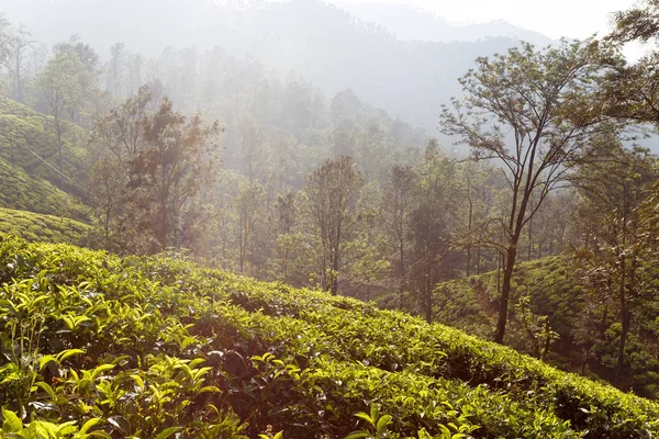 Пейзаж с чайными плантациями — стоковое фото