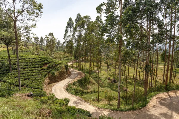 Пейзаж с чайными плантациями — стоковое фото