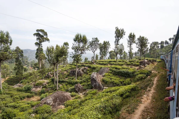 Entrenar entre plantaciones de té — Foto de Stock