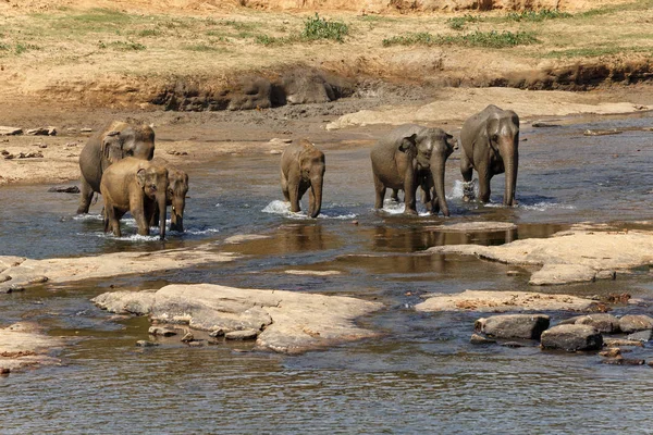 Éléphants se baignant dans la rivière . — Photo