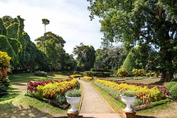 Nature verte dans le jardin botanique — Photo