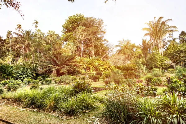 Zielony natura w ogrodzie botanicznym — Zdjęcie stockowe