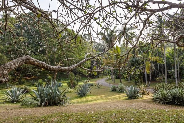 Zielony natura w ogrodzie botanicznym — Zdjęcie stockowe