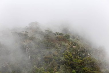 güzel tropikal peyzaj