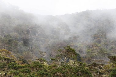 güzel tropikal peyzaj