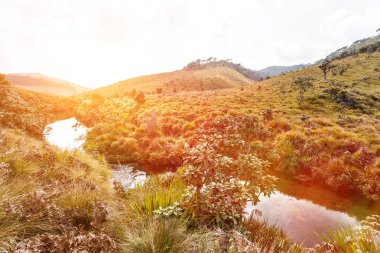 güzel tropikal peyzaj