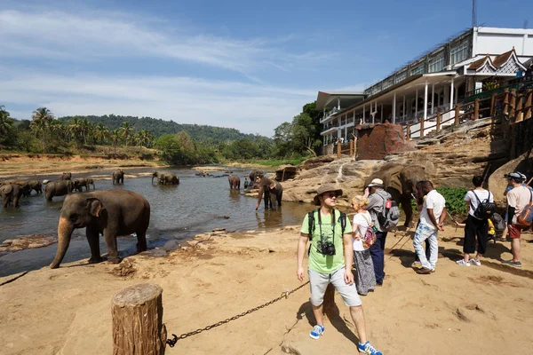 Éléphants se baignant dans la rivière. — Photo