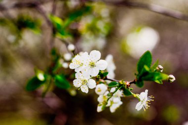 Doğa bahar çiçekleri