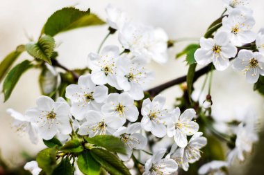 kiraz ağaçları çiçek