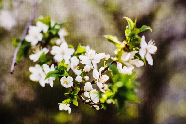 Blossom cherry tree — Stock Photo, Image