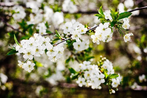 桜並木満開 — ストック写真