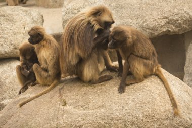Gelada maymun. (Theropithecus Gelada)