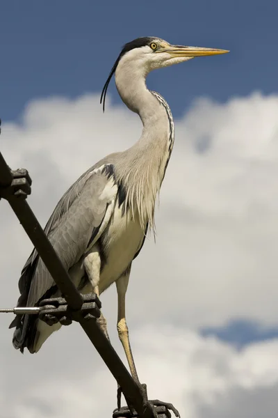 Héron gris. (Ardea cinerea ). — Photo