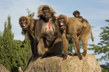 Gelada maymun. (Theropithecus Gelada)