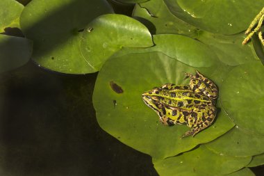 Marsh Kurbağa (Rana ridibunda).