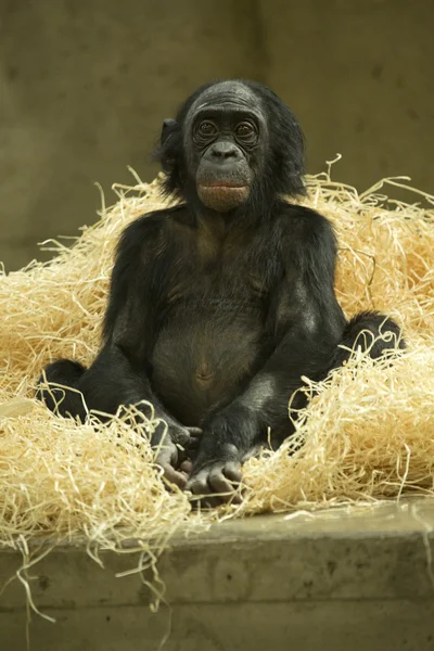 Bonobo (paniscus de la cacerola) — Foto de Stock