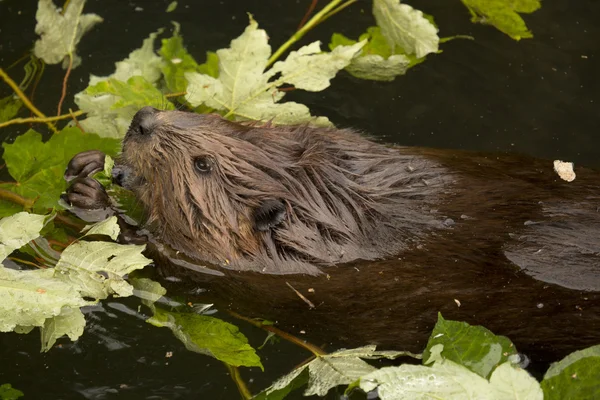 Eurasian beaver (Castor fiber) . — Stock Photo, Image