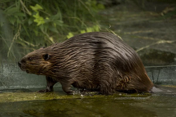 Eurasian beaver (Castor fiber) . — Stock Photo, Image