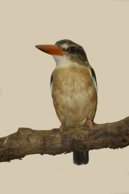 Kingfisher kahverengi başlıklı. (Halcyon albiventris)