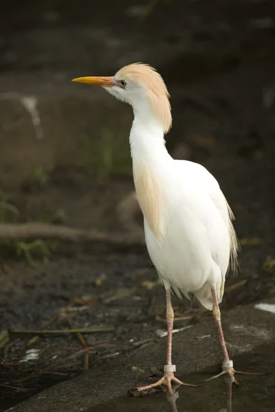 Γελαδάρης. (Bubulcus ibis). — Φωτογραφία Αρχείου