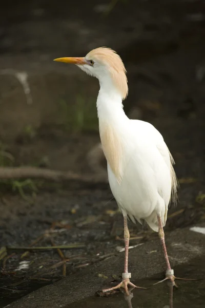 Cattle egret. (Bubulcus ibis). — Stock Photo, Image