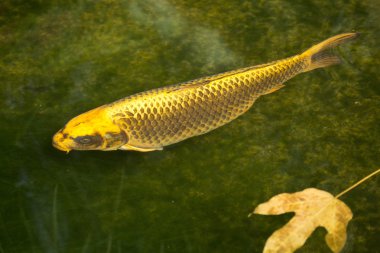 Japon renkli sazan, koi balıkları. (Cyprinus carpio haematopterus).