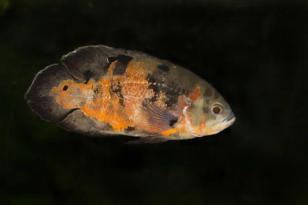 Oskar-fisch (astronotus ocellatus)). — Stockfoto