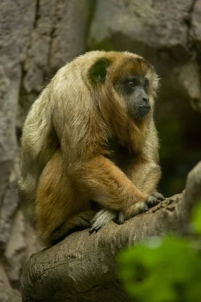 Black-brulaap (Alouatta caraya). — Stockfoto