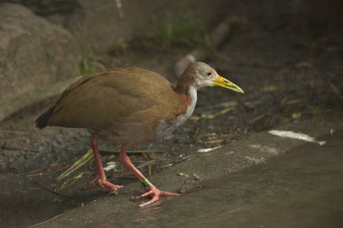 Dev ahşap raylı (Aramides ypecaha).