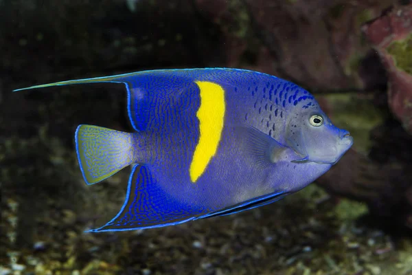 Pesce angelo arabo (Pomacanthus asfur ) — Foto Stock