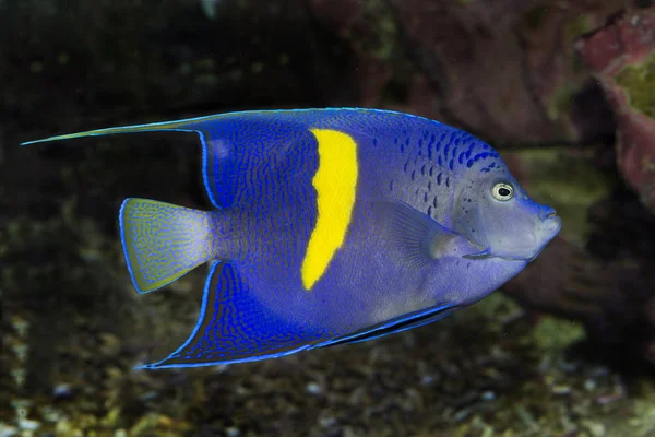 Pez ángel árabe (Pomacanthus asfur ) — Foto de Stock