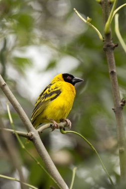 Köy Weaver (Textor cucullatus).