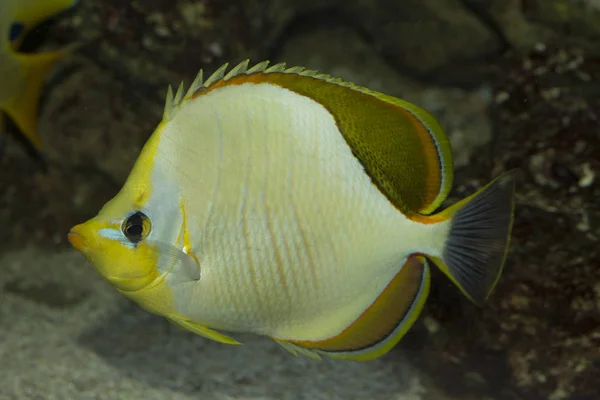 Yellowhead butterflyfish (Chaetodon xanthocephalus). — Stock Photo, Image