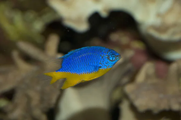 Azuurblauwe Damselfish (Chrysiptera hemicyanea). — Stockfoto