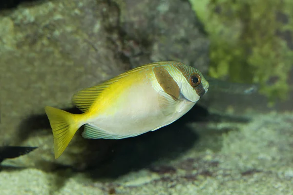 Barhead spinefoot (Siganus virgatus) — стокове фото