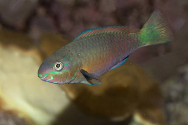 Ortak papağan (Scarus psittacus).