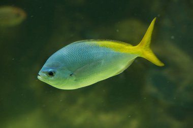 Sarıkuyruk Fusilier (Caesio cuning). 