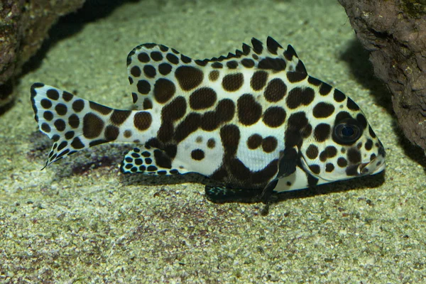 Harlequin sweetlips (Plectorhinchus-chaetodonoides) — Stock Fotó