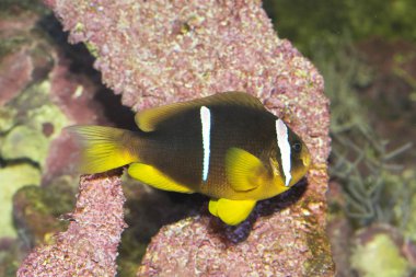  Clark 'ın Anemon balığı ve Sarıkuyruk clownfish (Amphiprion clarkii).