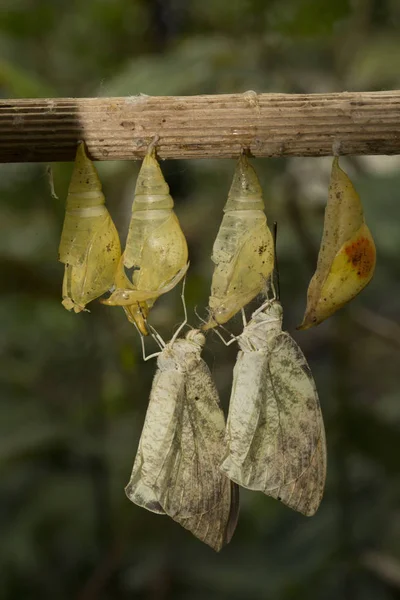 Clipper motýl (parthenos sylvia) — Stock fotografie