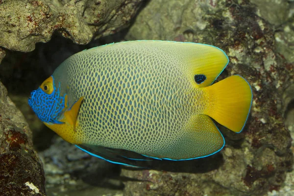 Cara amarilla de pez ángel (Pomacanthus xanthometopon ). — Foto de Stock