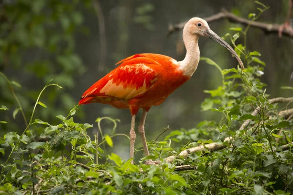 Rode ibis. (Eudocimus ruber). — Stockfoto