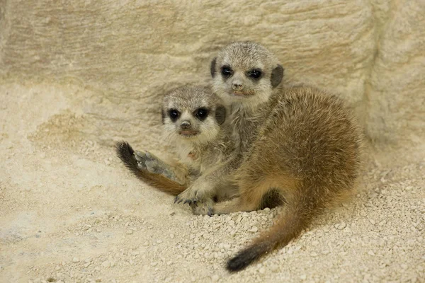 Meerkat (Suricata suricatta). — Stock Photo, Image