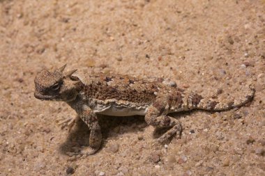 Desert Horned Lizard (Phrynosoma platyrhinos) clipart