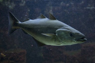 Saithe (Pollachius virens)