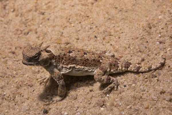 Sivatagi szarvas gyík (phrynosoma platyrhinos) — Stock Fotó