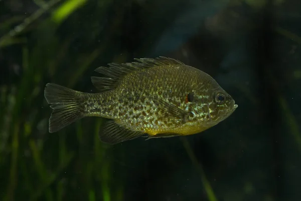 Pumpkinseed (Lepomis gibbosus). — Stock Photo, Image