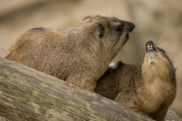 Hírax rock. (Procavia capensis). — Fotografia de Stock